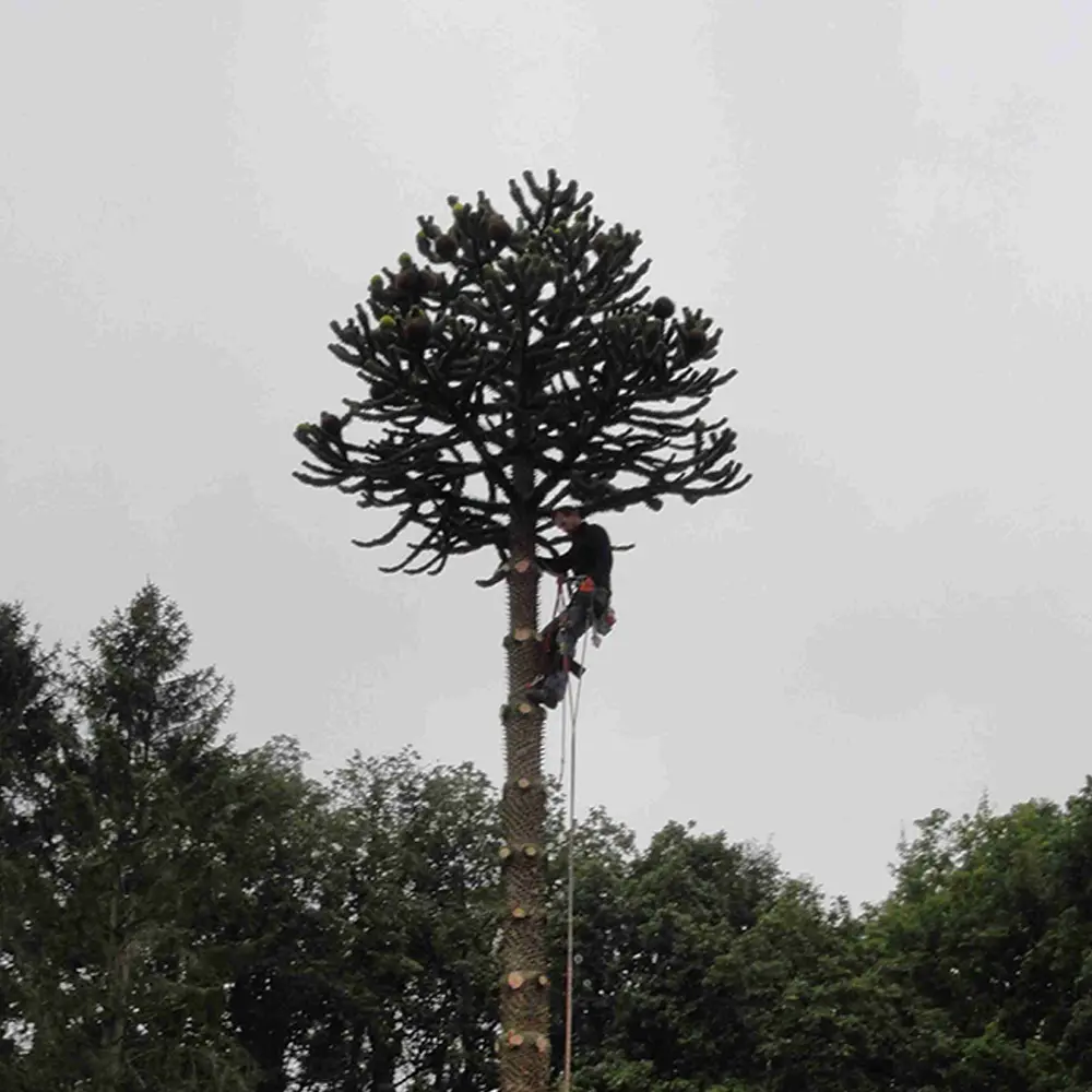 elagueur-arbre-resineux